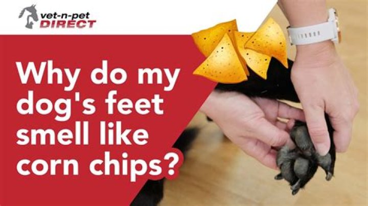 Why Does My Sweat Stink Like Corn Chips? Uncover The Peculiar Odor